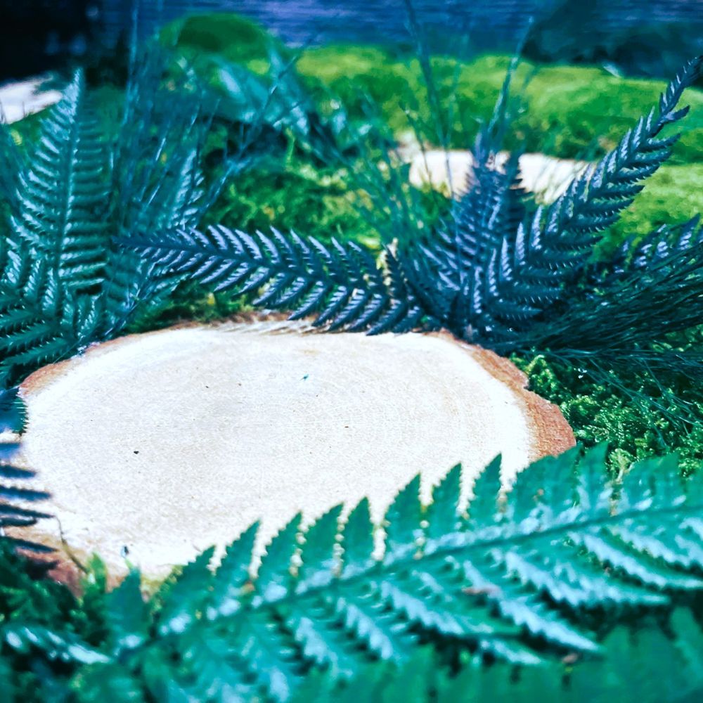 Ściana z mchu - realizacja