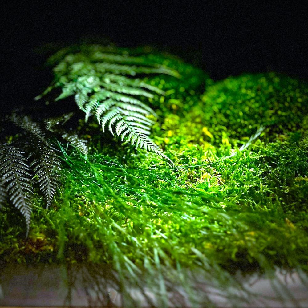 Ściany z mchu - pielęgnacja