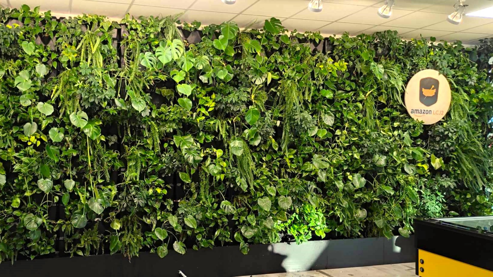 Kompozycja zielona dla klienta indywidualnego Dąbrowa Górnicza - elegancka aranżacja