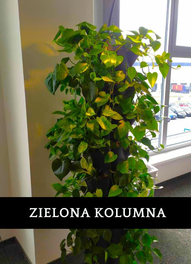 Ściana wertykalna Amazon WRO1 Wrocław - profesjonalna instalacja