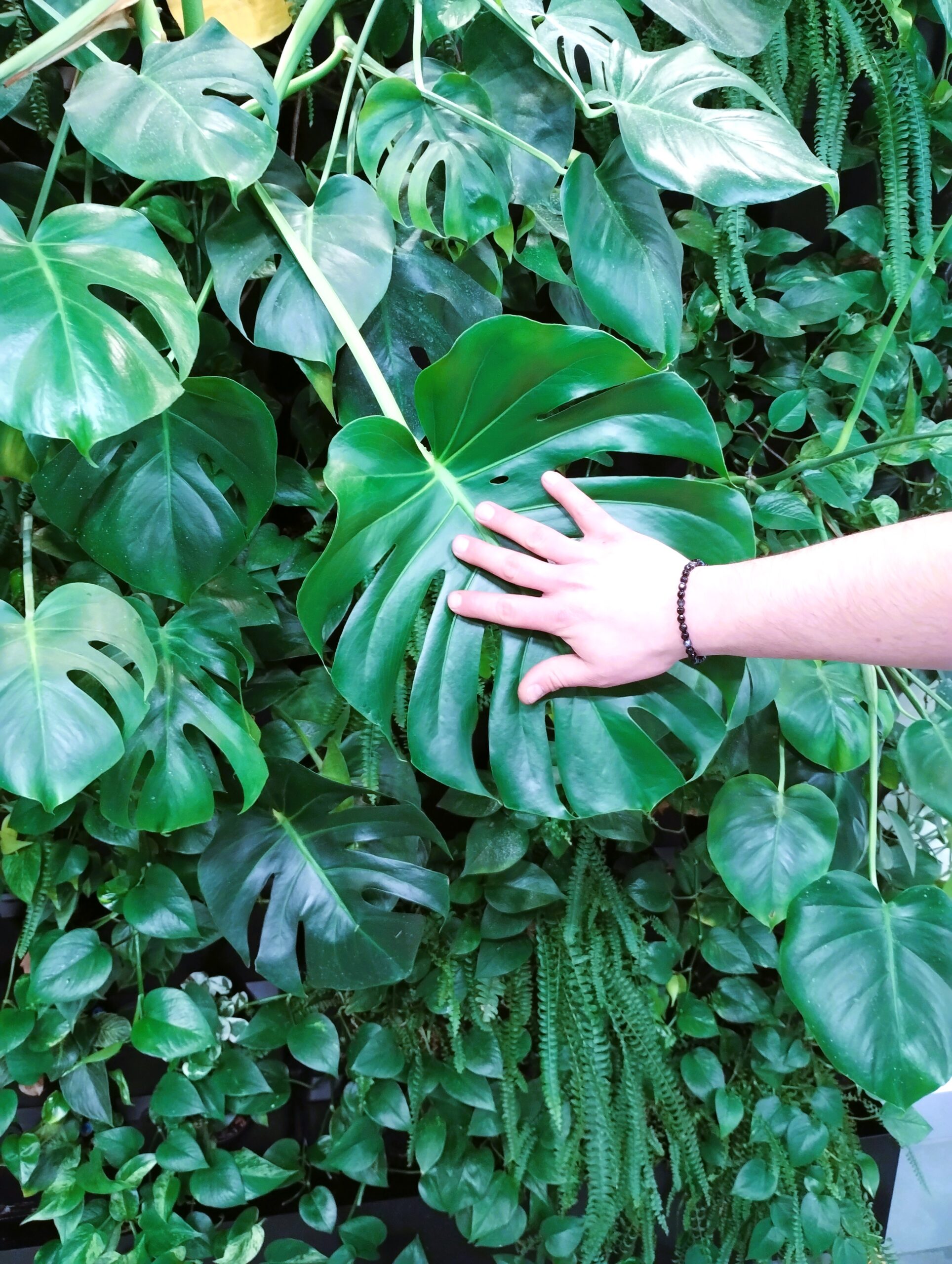 Pielęgnacja ogrodów wertykalnych